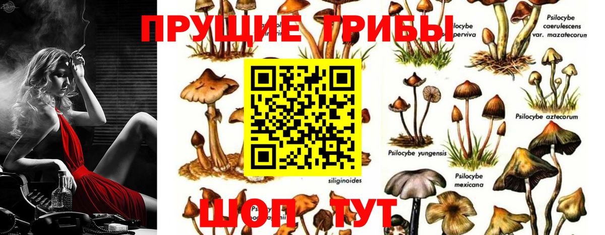 Псилоцибиновые грибы Psilocybine cubensis  купить   Вход с VPN  Свободный  Псилоцибиновые грибы Cubensis 